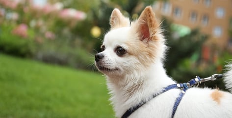 "길거리 붉은 알갱이 조심하세요"...반려견이 삼켰는데 '쥐약'