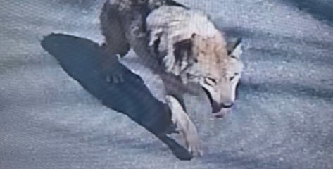 "대전 오월드 탈출 늑대, 아직 안 잡혀"...시내로 나갔나