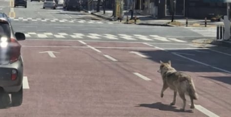 시민 제보라더니 AI 가짜 사진?…"경찰도 출처 확정 못해"