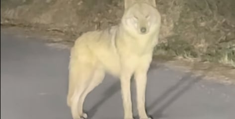 "눈앞에서 놓쳤다" 오월드 늑구, 포획망 뚫고 도망...마취총 못 쏴