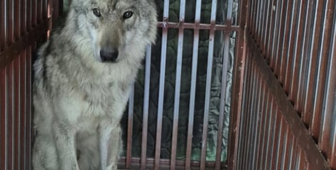 돌아온 늑구, 내시경 검사받다 '깜짝'...뱃속에 2.6㎝ 낚싯바늘