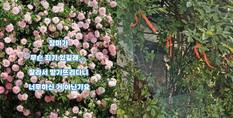 "젊은 부부가 야밤에 싹 베어가"...수원 명소 '파란대문 장미' 충격 근황