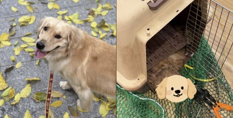 "한국 비행기 탔다가 반려견 사망" 책임 누가?...항공사 "이상 없었다"