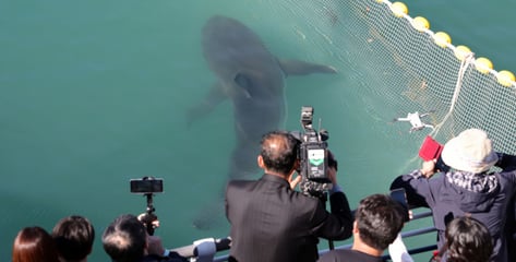 "부캉이 아직 안 갔어?" 부산항 앞바다서 유영...건강이상 없어