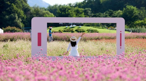 양주시, 천일홍 축제에 지역 체험·공연 더한다…"참여자 모집합니다"