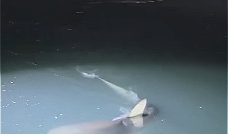 "부캉이 그만 괴롭혀" 밤에도 우르르...대형 랜턴까지 쏴
