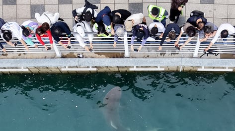 "부캉이 보자" 하루 5만명 우르르...동물 '덕질', 푹 빠진 이유 있었다