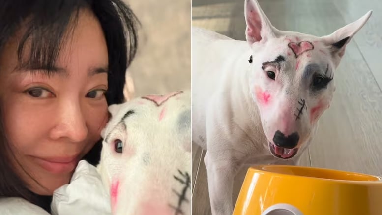 반려견 화장 지운 사진 '띡'...동물학대 논란 여배우에 반응 싸늘