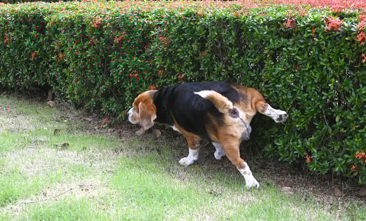 "오줌은 괜찮아"vs"물 뿌려야"…반려견 '소변 처리' 갑론을박