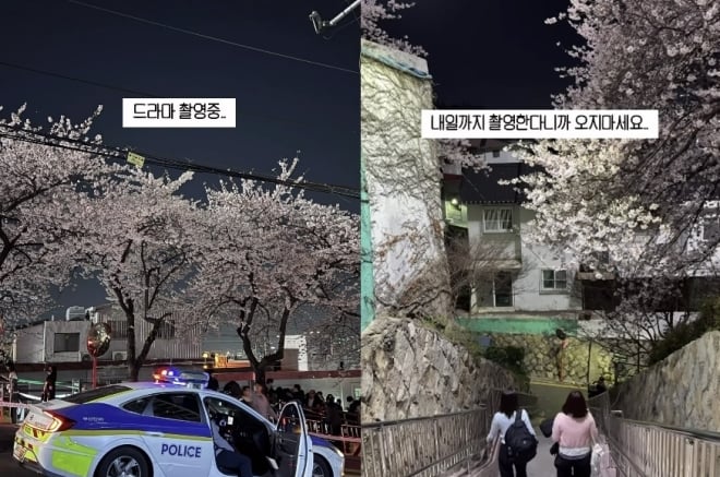 "벚꽃 보려고 1년 기다렸는데 뭐꼬" 부산 시민들 분노케한 촬영