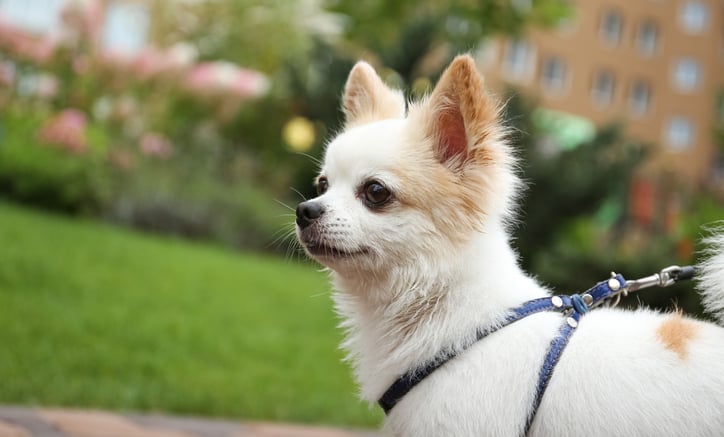 "길거리 붉은 알갱이 조심하세요"...반려견이 삼켰는데 '쥐약'