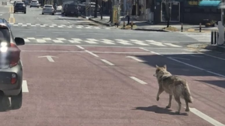 시민 제보라더니 AI 가짜 사진?…"경찰도 출처 확정 못해"