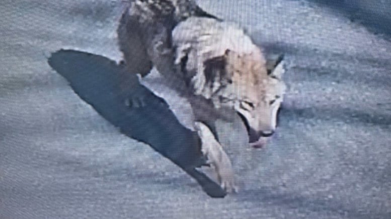 "늑구 대체 어디에"...수색 나흘째, 드론·열화상 장비에도 안 찍혀