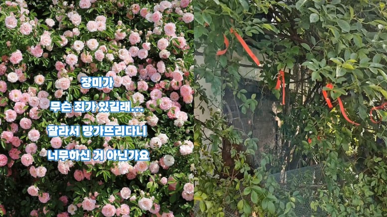 "젊은 부부가 야밤에 싹 베어가"...수원 명소 '파란대문 장미' 충격 근황